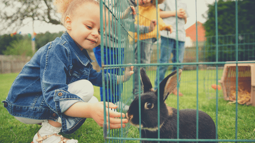 Pet Bunny 101: All About Adopting And Owning Rabbits As Pets